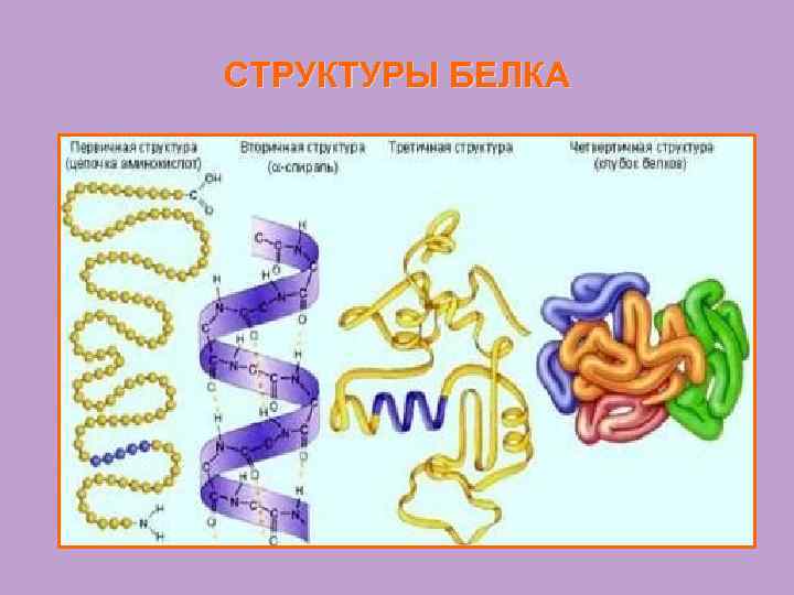 СТРУКТУРЫ БЕЛКА 