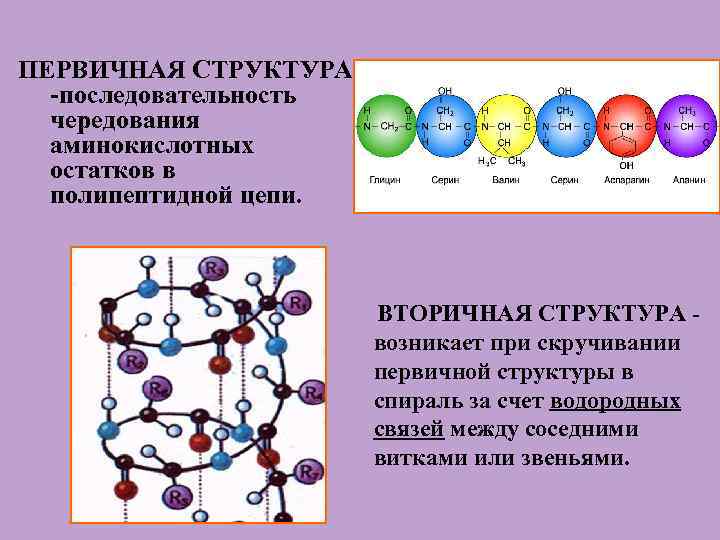 ПЕРВИЧНАЯ СТРУКТУРА -последовательность чередования аминокислотных остатков в полипептидной цепи. ВТОРИЧНАЯ СТРУКТУРА возникает при скручивании