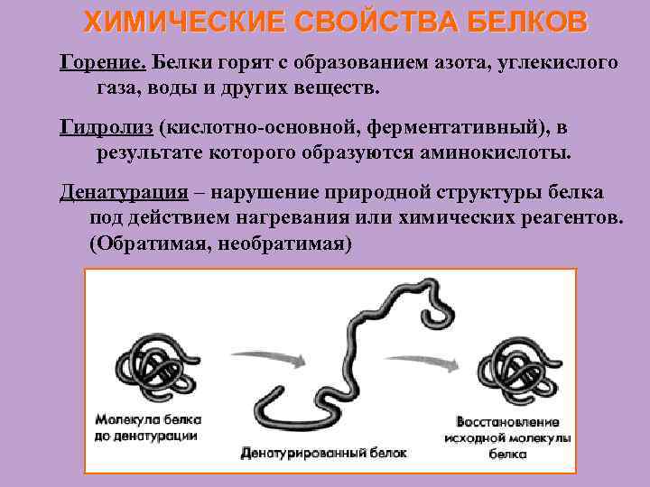 Свойства белков реакции. Химические свойства белков. Химические свойства белков денатурация. Химические свойства белка. Химические свойства белков гидролиз денатурация.