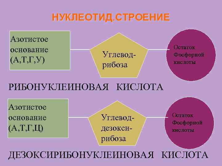 НУКЛЕОТИД. СТРОЕНИЕ Азотистое основание (А, Т, Г, У) Углевод- рибоза Остаток Фосфорной кислоты РИБОНУКЛЕИНОВАЯ