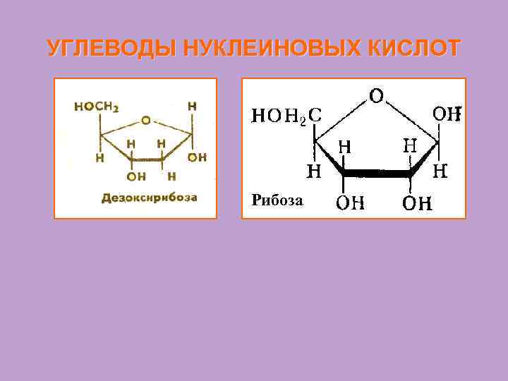 УГЛЕВОДЫ НУКЛЕИНОВЫХ КИСЛОТ Рибоза Риб. Рррроза 