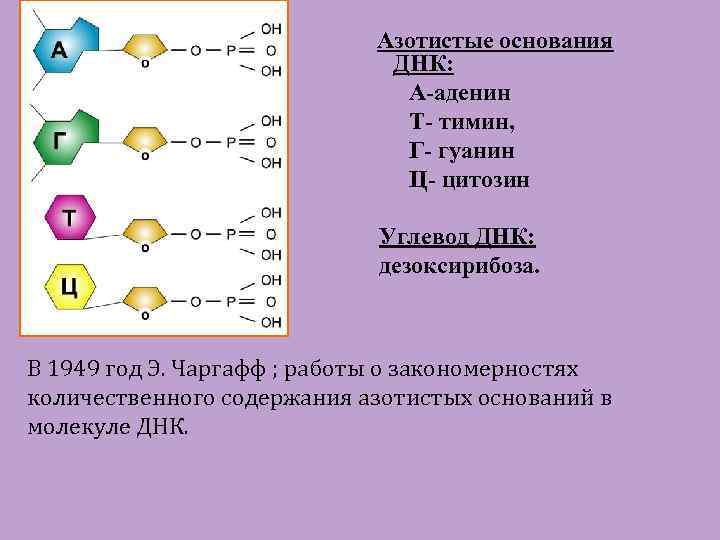 Азотистые основания ДНК: А-аденин Т- тимин, Г- гуанин Ц- цитозин Углевод ДНК: дезоксирибоза. В