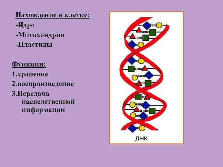 Нахождение в клетке: -Ядро -Митохондрии -Пластиды Функции: 1. хранение 2. воспроизведение 3. Передача наследственной