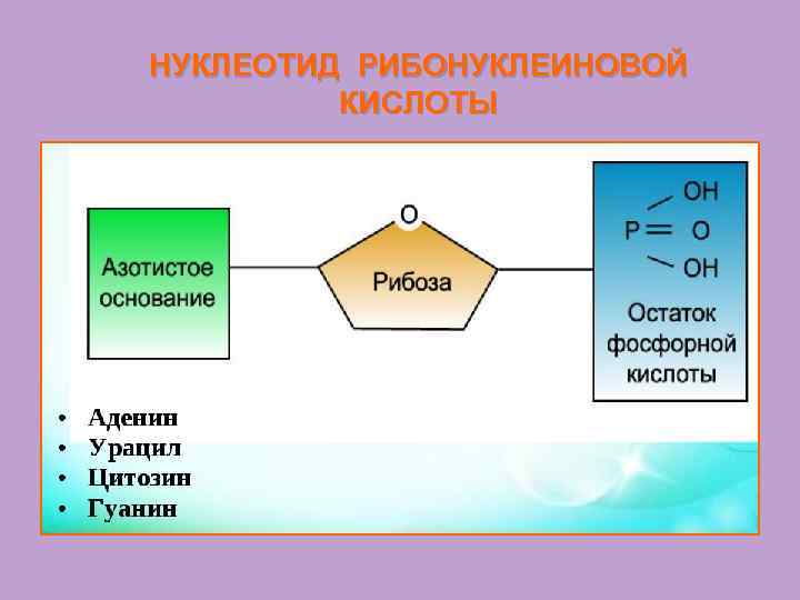 НУКЛЕОТИД РИБОНУКЛЕИНОВОЙ КИСЛОТЫ 