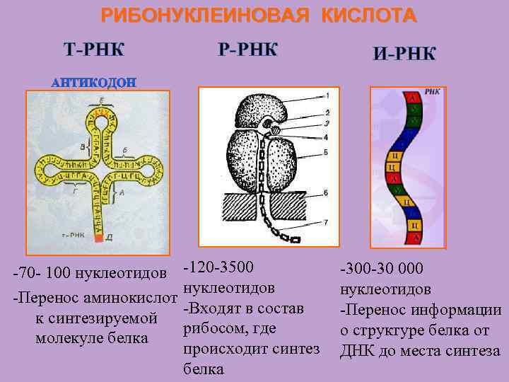 РИБОНУКЛЕИНОВАЯ КИСЛОТА Т-РНК Р-РНК -70 - 100 нуклеотидов -120 -3500 нуклеотидов -Перенос аминокислот -Входят