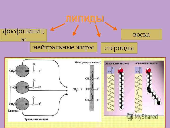ЛИПИДЫ фосфолипид ы нейтральные жиры воска стероиды 