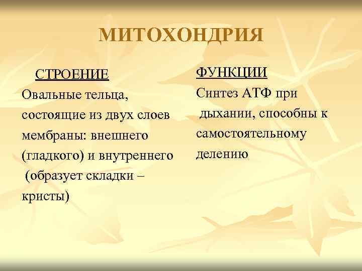 МИТОХОНДРИЯ СТРОЕНИЕ Овальные тельца, состоящие из двух слоев мембраны: внешнего (гладкого) и внутреннего (образует