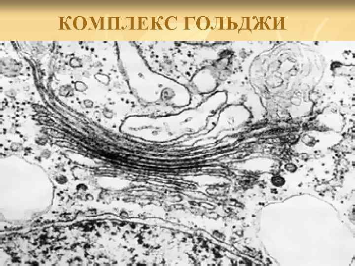 КОМПЛЕКС ГОЛЬДЖИ 