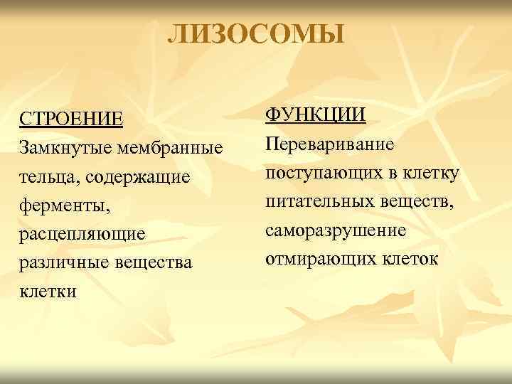 ЛИЗОСОМЫ СТРОЕНИЕ Замкнутые мембранные тельца, содержащие ферменты, расцепляющие различные вещества клетки ФУНКЦИИ Переваривание поступающих