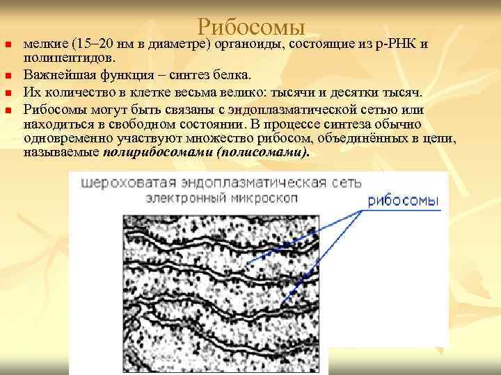 n n Рибосомы мелкие (15– 20 нм в диаметре) органоиды, состоящие из р-РНК и