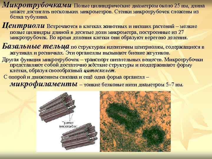 Микротрубочками Полые цилиндрические диаметром около 25 нм, длина может достигать нескольких микрометров. Стенки микротрубочек