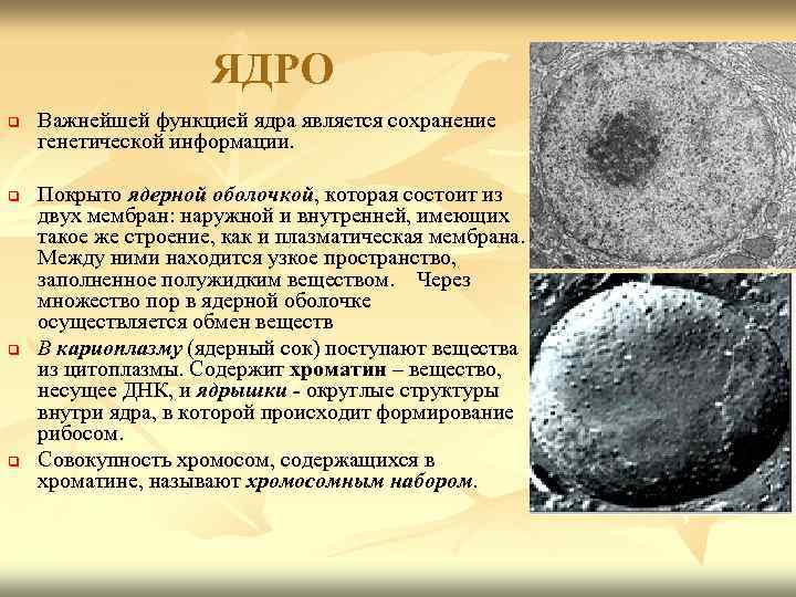 ЯДРО q q Важнейшей функцией ядра является сохранение генетической информации. Покрыто ядерной оболочкой, которая