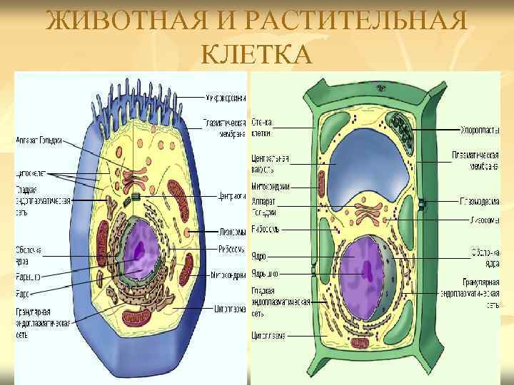 ЖИВОТНАЯ И РАСТИТЕЛЬНАЯ КЛЕТКА 