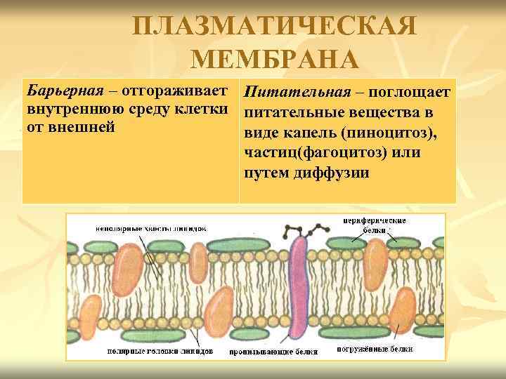 Фото плазматической мембраны