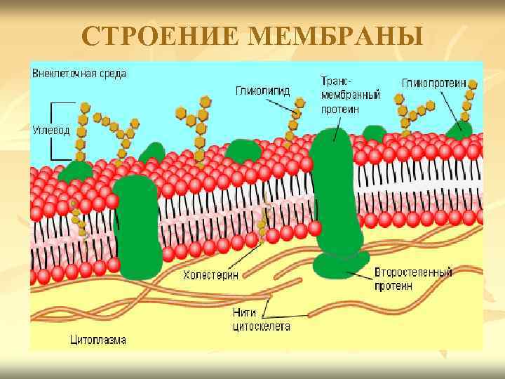 СТРОЕНИЕ МЕМБРАНЫ 