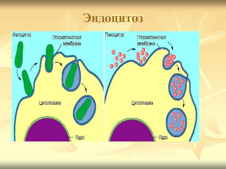 Эндоцитоз 