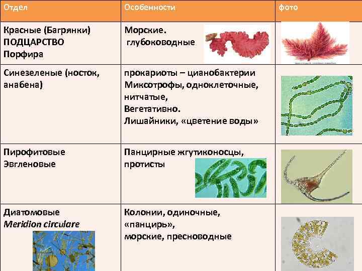 Общие признаки красных водорослей