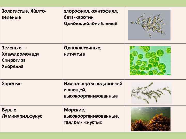 Черты водорослей. Желто зеленые водоросли Тип таллома. Ксантофилл в водорослях. Харовые отличительные черты. Черты усложнения в строении водорослей.