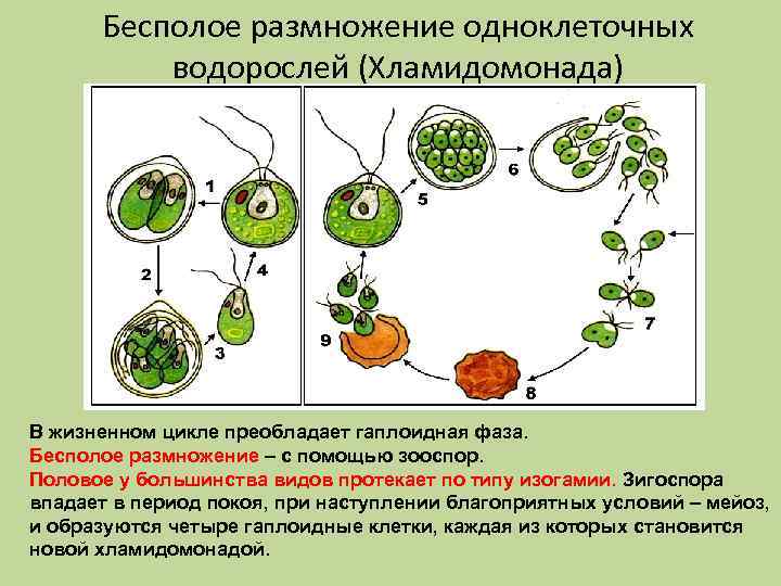 Бесполое размножение одноклеточных водорослей (Хламидомонада) В жизненном цикле преобладает гаплоидная фаза. Бесполое размножение –