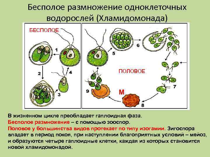 Бесполое размножение одноклеточных водорослей (Хламидомонада) БЕСПОЛОЕ ПОЛОВОЕ М В жизненном цикле преобладает гаплоидная фаза.