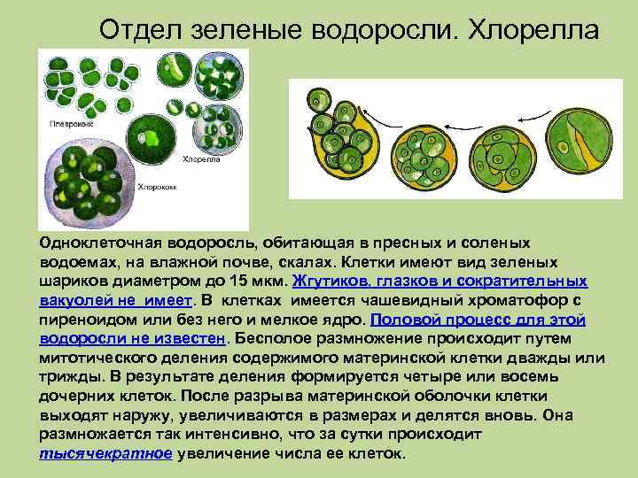 Отдел зеленые водоросли. Хлорелла Одноклеточная водоросль, обитающая в пресных и соленых водоемах, на влажной