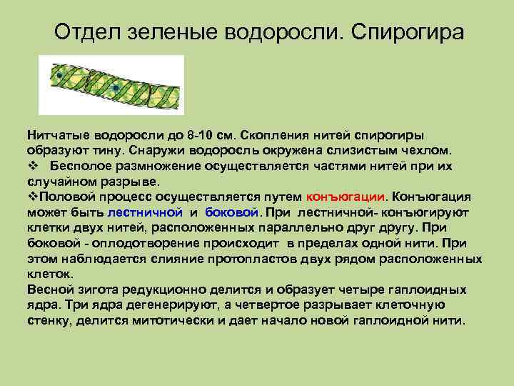 К какому относится спирогира. Спирогира краткая характеристика. Водоросль спирогира биология 5 класс. Конъюгация водоросли спирогиры. Спирогира это колониальная водоросль.