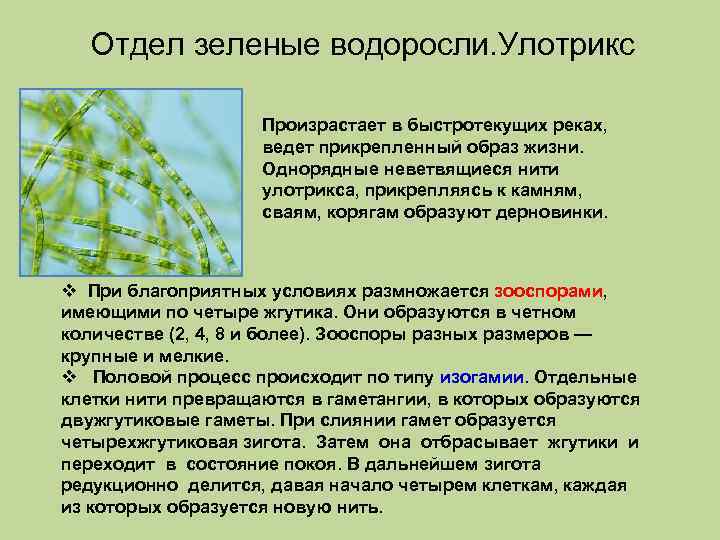 Отдел зеленые водоросли. Улотрикс Произрастает в быстротекущих реках, ведет прикрепленный образ жизни. Однорядные неветвящиеся