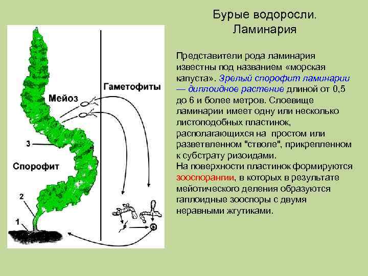 Бурые водоросли. Ламинария Представители рода ламинария известны под названием «морская капуста» . Зрелый спорофит
