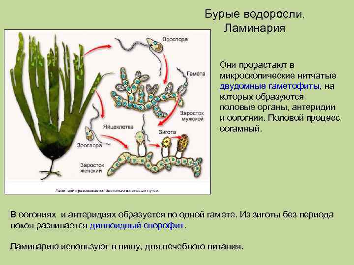 Бурые водоросли. Ламинария Они прорастают в микроскопические нитчатые двудомные гаметофиты, на которых образуются половые