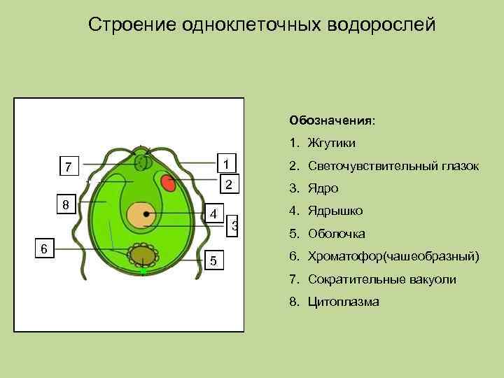 Строение одноклеточных водорослей Обозначения: 1. Жгутики 1 8 6 4 5 2. Светочувствительный глазок