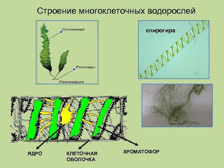 Спирогира какая водоросль