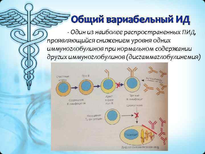Общий вариабельный ИД Один из наиболее распространенных ПИД, проявляющийся снижением уровня одних иммуноглобулинов при