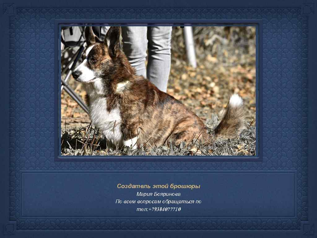 Создатель этой брошюры Мария Бояринова По всем вопросам обращаться по тел: +79384077710 