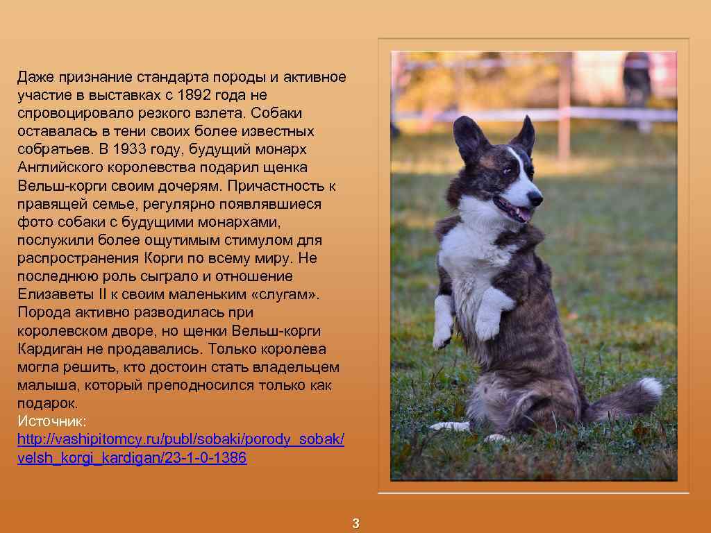 Даже признание стандарта породы и активное участие в выставках с 1892 года не спровоцировало