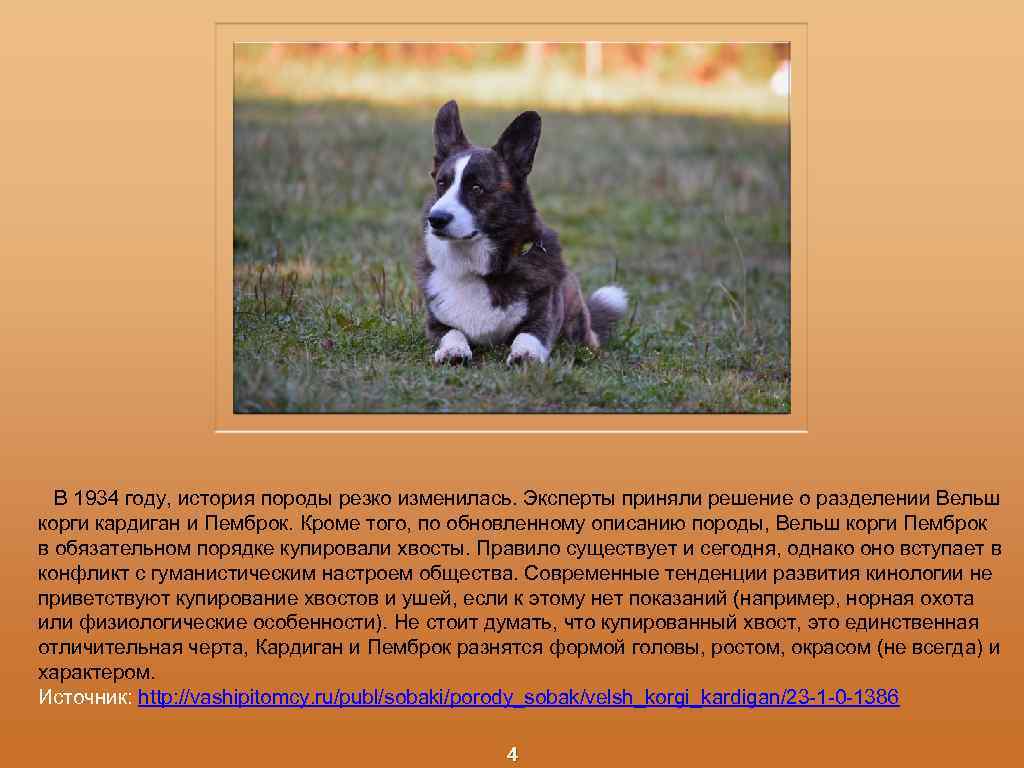  В 1934 году, история породы резко изменилась. Эксперты приняли решение о разделении Вельш