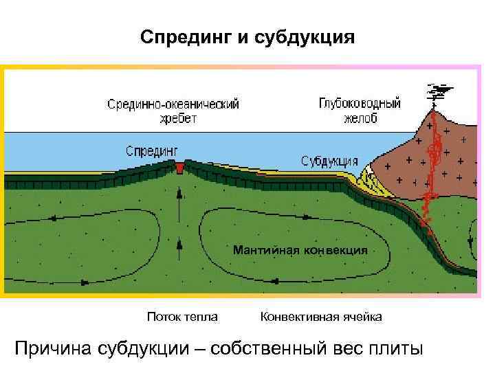 Спрединг и субдукция Мантийная конвекция Поток тепла Конвективная ячейка Причина субдукции – собственный вес