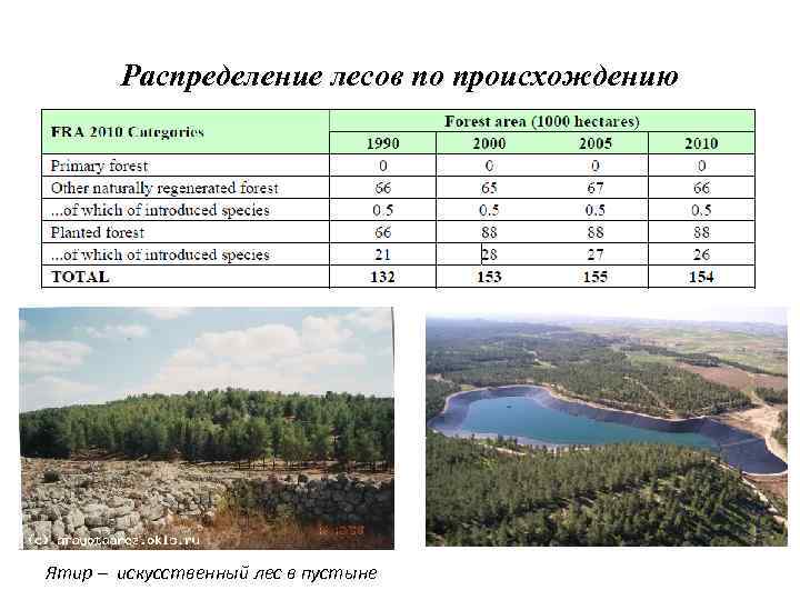Распределение лесов по происхождению Ятир – искусственный лес в пустыне 
