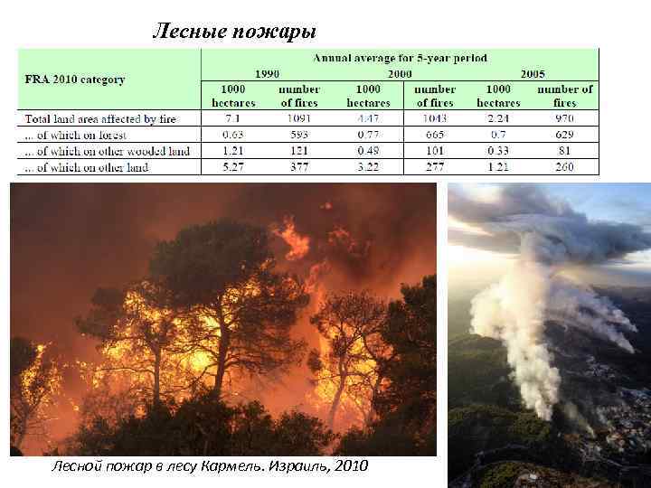 Лесные пожары Лесной пожар в лесу Кармель. Израиль, 2010 