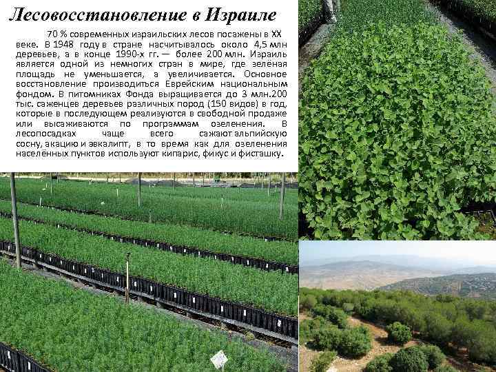 Лесовосстановление в Израиле 70 % современных израильских лесов посажены в XX веке. В 1948