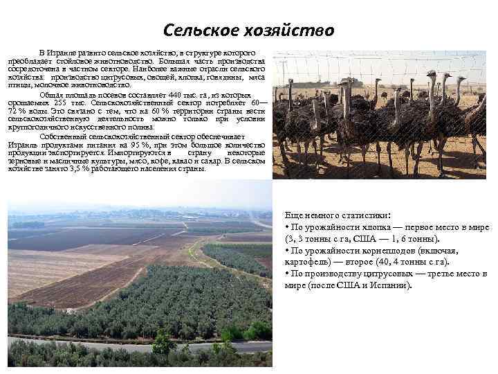 Сельское хозяйство В Израиле развито сельское хозяйство, в структуре которого преобладает стойловое животноводство. Большая