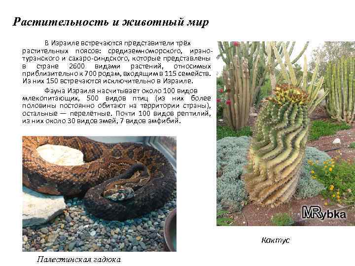 Растительность и животный мир В Израиле встречаются представители трёх растительных поясов: средиземноморского, иранотуранского и