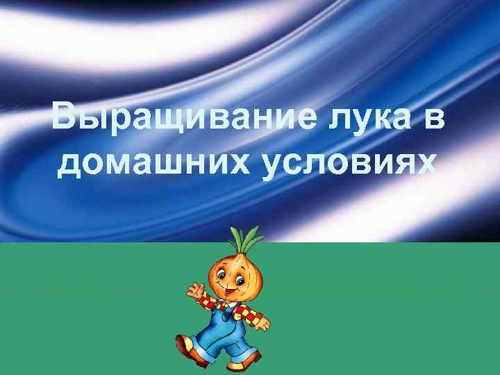 Выращивание лука в домашних условиях 