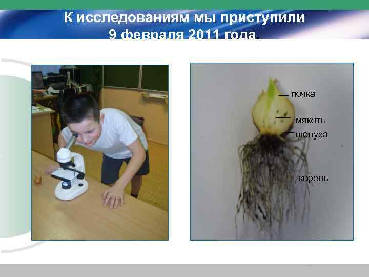 К исследованиям мы приступили 9 февраля 2011 года. __ почка мякоть шелуха ___ __