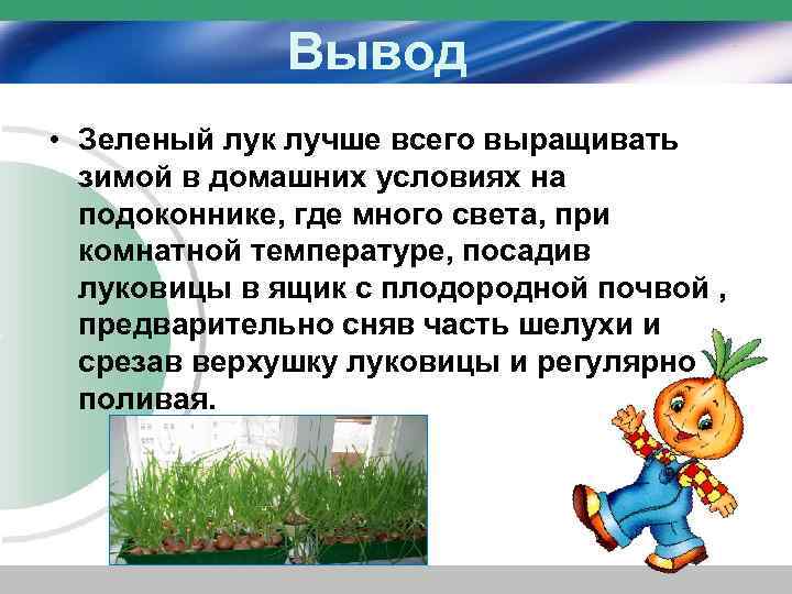 Вывод • Зеленый лук лучше всего выращивать зимой в домашних условиях на подоконнике, где
