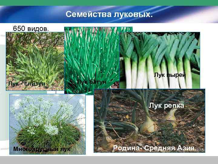 Семейства луковых. 650 видов. Лук пырей Лук - слизун Лук батун Лук репка Многоярусный