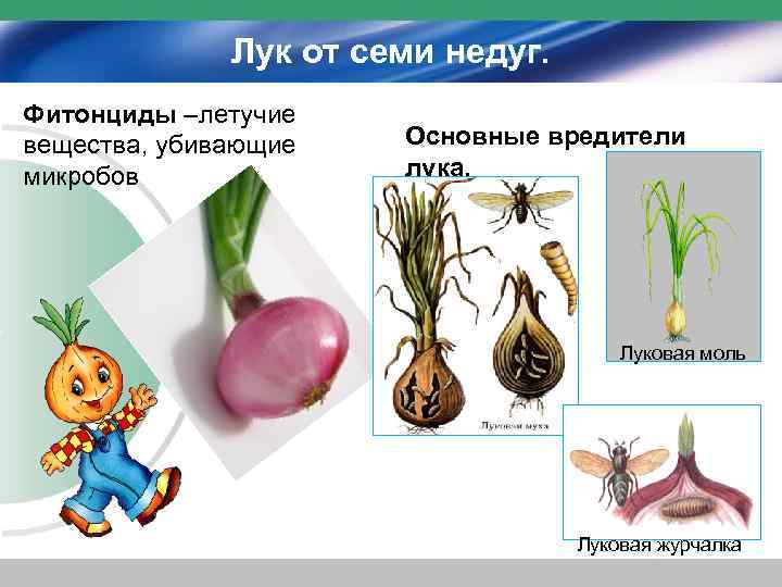 Лук от семи недуг. Фитонциды –летучие вещества, убивающие микробов Основные вредители лука. Луковая моль