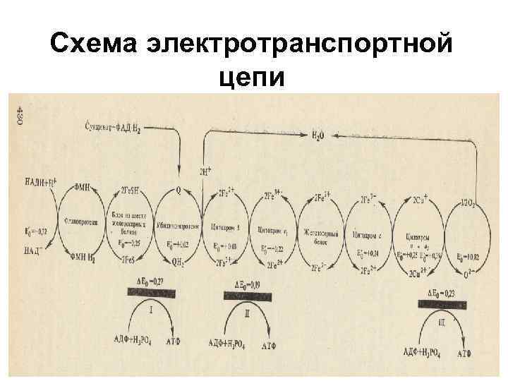 Схема электротранспортной цепи 