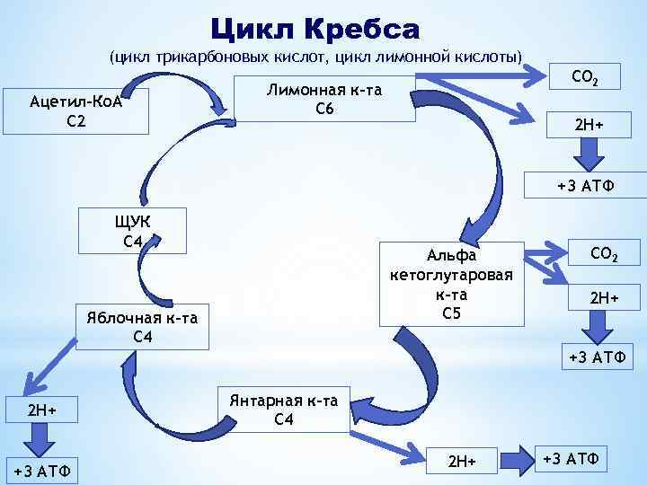 Цикл кребса фото