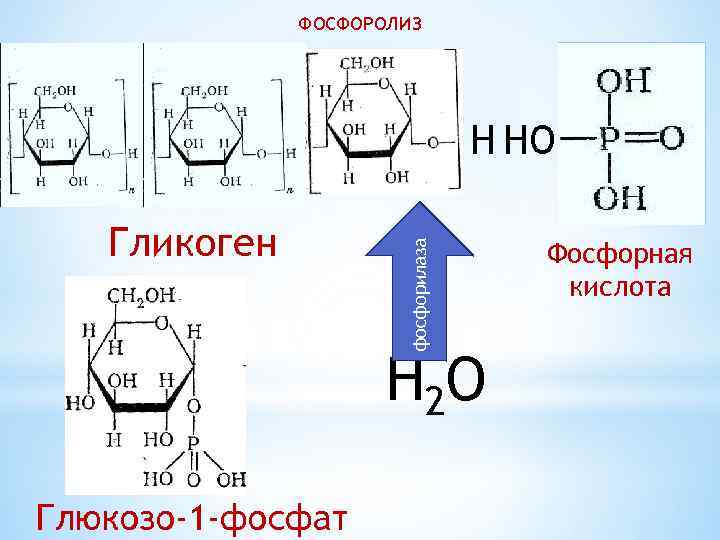 ФОСФОРОЛИЗ Гликоген фосфорилаза H HО H 2 O Глюкозо-1 -фосфат Фосфорная кислота 