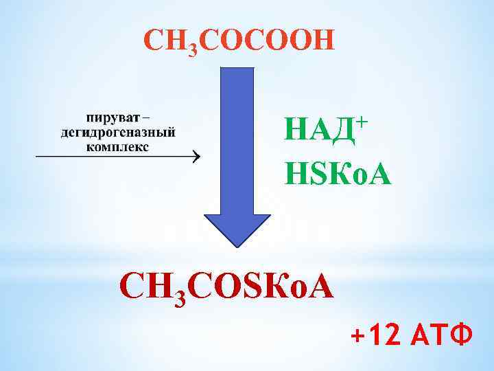 СН 3 СОСООН НАД+ НSКо. А СН 3 СОSКо. А +12 АТФ 